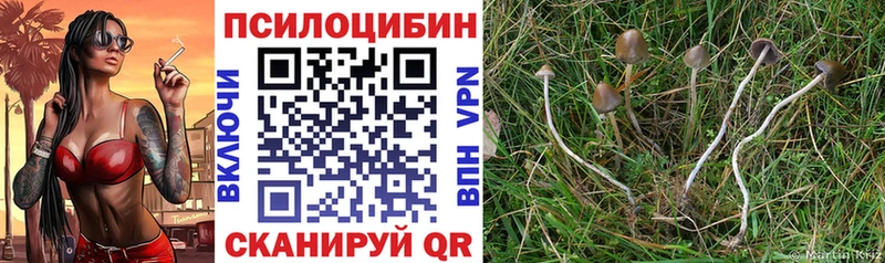 Галлюциногенные грибы Psilocybine cubensis  блэк спрут зеркало  Ишим 